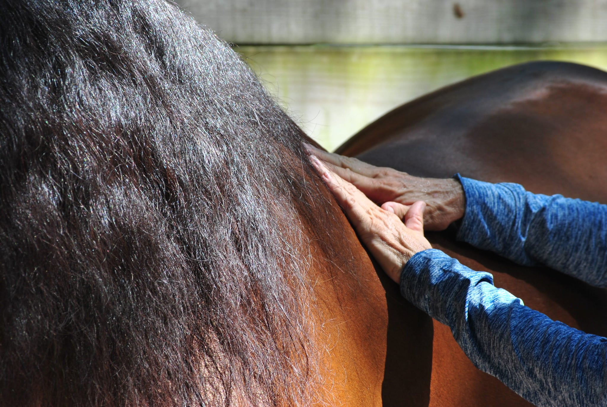 EQUINE ORHTO-BIONOMY CLASS - 'The Equine Spine' - January 4/5 2020